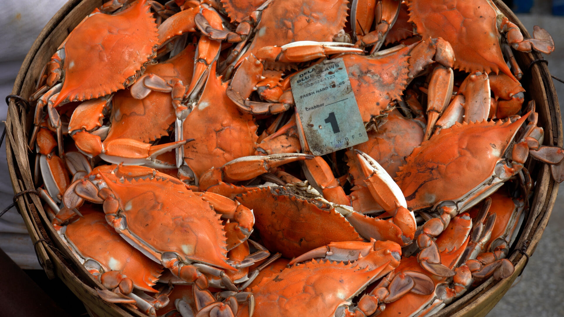 Community comes together for 48th Annual Crisfield Crab and Clam Bake